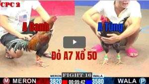 Trận 16 CPC2 28/05/2025