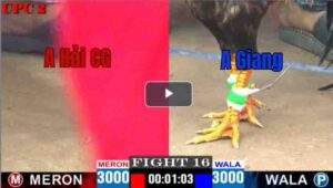 Trận 16 CPC3 02/05/2025