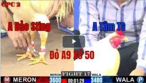 Trận 17 CPC2 23/05/2025