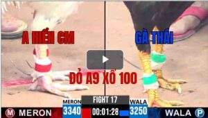 Trận 17 CPC3 25/05/2025