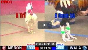 Trận 19 CPC1 01/05/2025