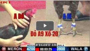 Trận 19 CPC1 20/05/2025