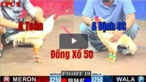 Trận 19 CPC2 21/05/2025