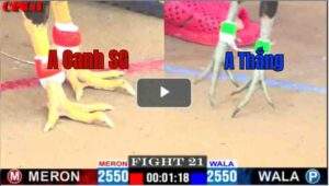 Trận 2 CPC1 13/05/2025