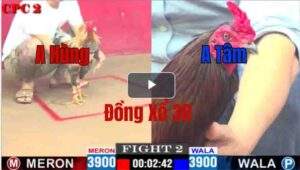 Trận 2 CPC2 14/05/2025