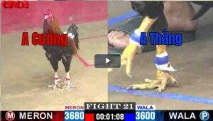 Trận 21 CPC2 06/05/2025