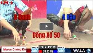 Trận 21 CPC2 28/05/2025