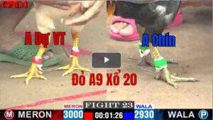 Trận 23 CPC1 10/05/2025