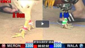 Trận 24 CPC1 03/05/2025