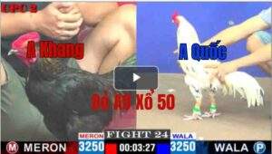 Trận 24 CPC2 11/05/2025