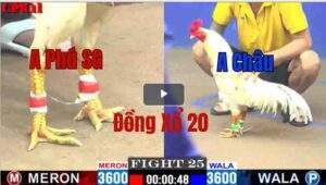 Trận 25 CPC1 12/05/2025