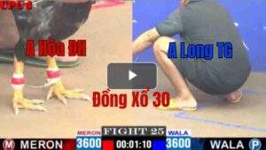 Trận 25 CPC1 13/05/2025