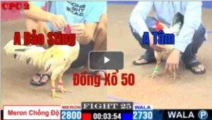 Trận 25 CPC2 09/05/2025