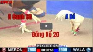 Trận 28 CPC1 08/05/2025