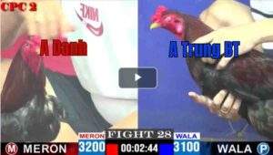 Trận 28 CPC3 02/05/2025