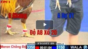 Trận 29 CPC1 22/05/2025