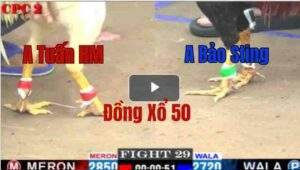 Trận 29 CPC2 09/05/2025