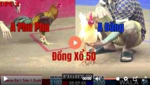 Trận 29 CPC2 23/05/2025