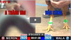 Trận 3 CPC2 04/05/2025