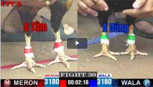 Trận 30 CPC3 02/05/2025