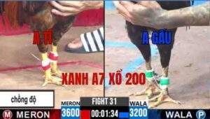 Trận 31 CPC3 14/05/2025