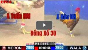 Trận 33 CPC1 13/05/2025