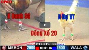 Trận 34 CPC1 12/05/2025