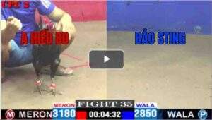 Trận 35 CPC2 04/05/2025