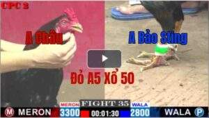 Trận 35 CPC2 09/05/2025