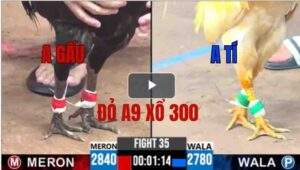 Trận 35 CPC3 14/05/2025