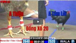 Trận 36 CPC1 08/05/2025