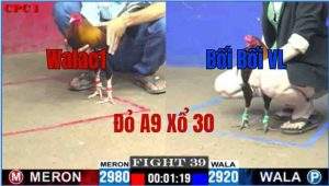 Trận 39 CPC1 29/05/2025