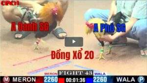 Trận 43 CPC1 12/05/2025