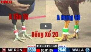 Trận 46 CPC1 12/05/2025