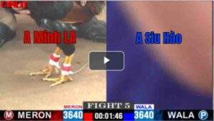 Trận 5 CPC1 01/05/2025