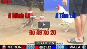 Trận 5 CPC1 08/05/2025