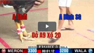 Trận 5 CPC1 20/05/2025