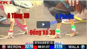 Trận 5 CPC2 11/05/2025