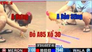 Trận 6 CPC2 09/05/2025