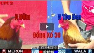 Trận 6 CPC2 28/05/2025