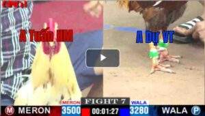 Trận 7 CPC1 03/05/2025