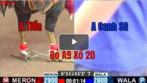 Trận 7 CPC1 22/05/2025