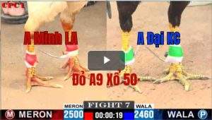 Trận 7 CPC1 26/05/2025