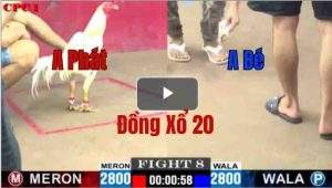 Trận 8 CPC1 27/05/2025