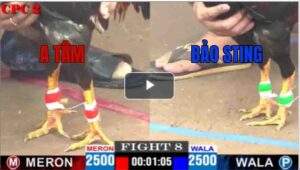 Trận 8 CPC2 04/05/2025