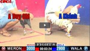 Trận 8 CPC2 06/05/2025