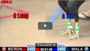 Trận 9 CPC1 03/05/2025