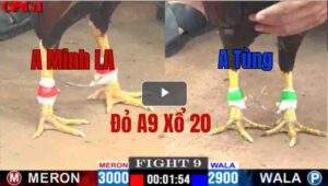 Trận 9 CPC1 08/05/2025