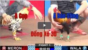 Trận 1 CPC2 6/6/2025