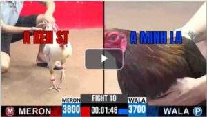 Trận 10 CPC1 24/6/2025